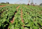 Produção de feijão deve crescer 6,3% na safra 2020/2021