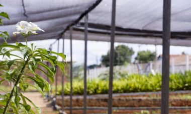 BALANÇO 2021: TRINDADE SE CONSOLIDA COMO MUNICÍPIO DA REGIÃO METROPOLITANA QUE MAIS INVESTE EM MEIO AMBIENTE