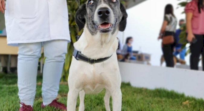 NA AGRICULTURA, AÇÕES DA PREFEITURA GARANTEM PROTEÇÃO A ANIMAIS E AO MEIO AMBIENTE, CUIDADOS COM FEIRANTES E CAPACITAÇÃO