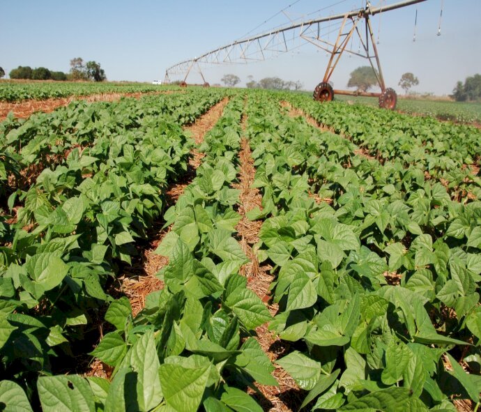 Produção de feijão deve crescer 6,3% na safra 2020/2021