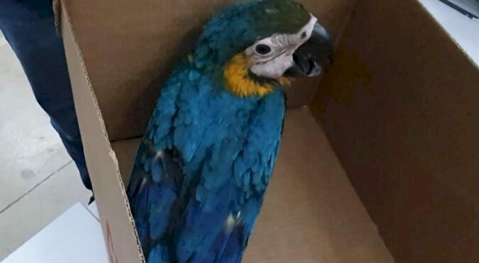 SEMMA RECEBE FILHOTE DE ARARA ENCONTRADO NO PONTAKAYANA E ENTREGA AO CETAS DO IBAMA